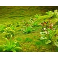 thumbnail image 4 of 90 Uds Mini modelo de árboles, plantas, flores, arbustos verdes, modelo de arbusto, plantas artificiales, modelo de tren, paisaje, arquitectura, modelo de flor, paisaje, 4 of 5