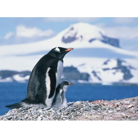 Mother and baby gentoo penguins Print Wall Art By Kevin