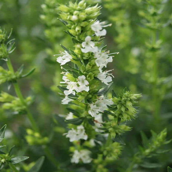 White Hyssop Herb Seeds - Hyssopus Officinalis - 1000 Seeds