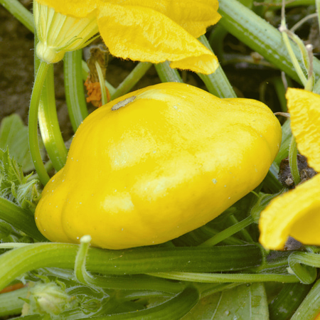 - Everwilde Farms - 40 Yellow Bush Scallop Summer Squash Seeds - Gold Vault Jumbo Bulk Seed Packet