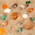 thumbnail image 2 of Caracolas de mar naturales WedoSoy con forma de conchas de cangrejo ermitaño, 12 unidades, de 4 a 8 cm, 2 of 6