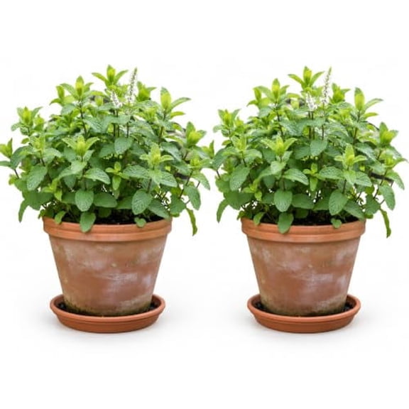 Spearmint Live Starter Plants - 2 Pack, 4-8 In, Partial Shade, USDA Zones 4-11