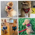 thumbnail image 3 of Typpkmm Dog Harness Walking Lead Leash for Small Dogs Collar Polyester, 3 of 7
