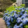 thumbnail image 4 of Endless Summer The Original Reblooming Hydrangea Live Shrub in 2-Gallon Grower Pot, 4 of 12