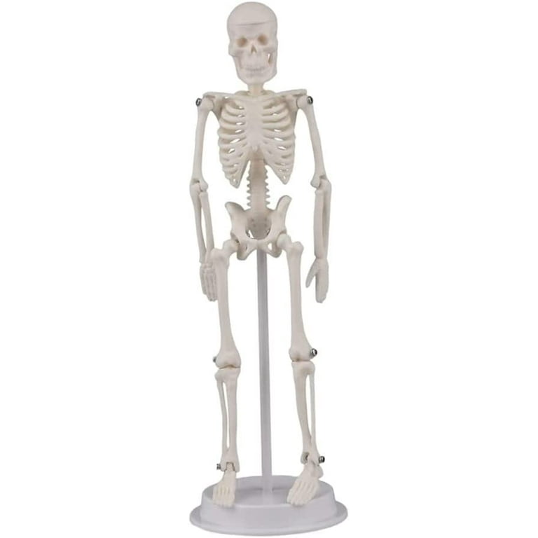 Mini Skeleton Toy 7.8 Tiny Skeleton Model with Detachable Skull for Kids Great Skeleton Decoration for Desktop Halloween and Easter