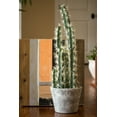thumbnail image 3 of Nearly Natural 27.5" Decorative Cactus Garden Artificial Plant with Cement Planter, Green, 3 of 7