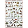 thumbnail image 1 of Laminated Arachnida Spiders Educational Science Chart Poster Laminated Poster 24 x 36in, 1 of 3