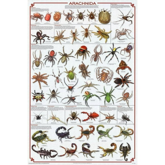 Laminated Arachnida Spiders Educational Science Chart Poster Laminated Poster 24 x 36in