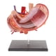 thumbnail image 1 of 2: 3 Estómago Y Páncreas con Modelo de órganos Herramienta de de Anatomía Cola Herramienta de enseñanza, 1 of 8