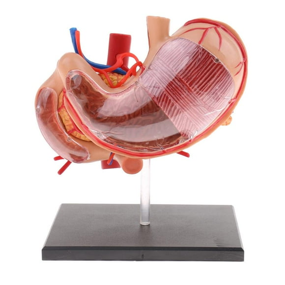 2:3 Human Stomach & Pancreas with Internal Organs Model Study Tool