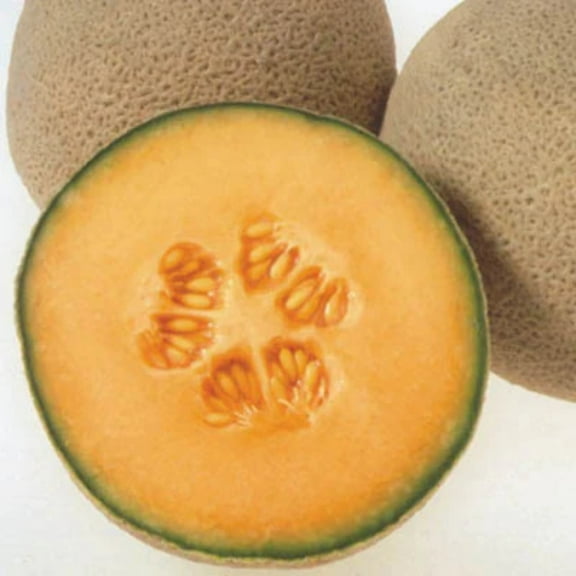 Melon Seeds - Cruiser Variety Melon Seeds - Non-GMO - 25 Seeds