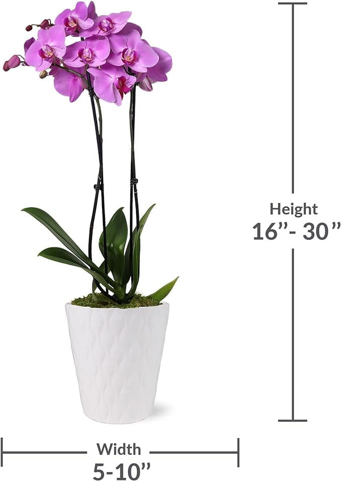 Just Add Ice 16-30" Pink Premium Orchid Live Plant in 5" White Ceramic Pot, House Plant
