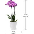 thumbnail image 5 of Just Add Ice 16-30" Pink Premium Orchid Live Plant in 5" White Ceramic Pot, House Plant, 5 of 7