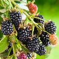 thumbnail image 4 of Set 2 Navaho Thornless BlackBerry Plants Live for Planting, Blackberries Plants Fruit Bushes Outdoor Garden 4 to 6 Inch Tall, 4 of 6