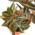 thumbnail image 4 of Peperomia Metallica Live Plant | Peperomia Plant Metallica | Pet Safe Rare House Plants | Air Purifying Easy Care Houseplants | Plant Gifts, 4 of 6