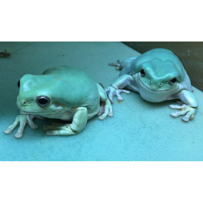  Tigofly 6 pcs/lot UV Green Surface Seaducer Frog Foam