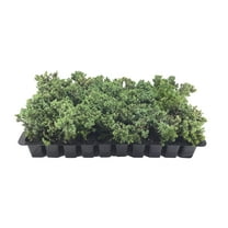 Juniper Procumbens Nana - 30 Live Plants - Drought Tolerant Cold Hardy Evergreen Ground Cover