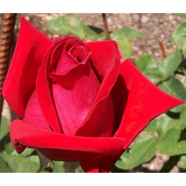 Christian Red Rose Plant Live, Fragrant Hybrid Tea Rose Flowers Well Rooted Plant for Planting Indoor Outdoor, 4 to 8 Inch Tall, Ship No Pot