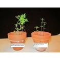 thumbnail image 3 of Fishnure Organic Humus Compost, 3 of 3