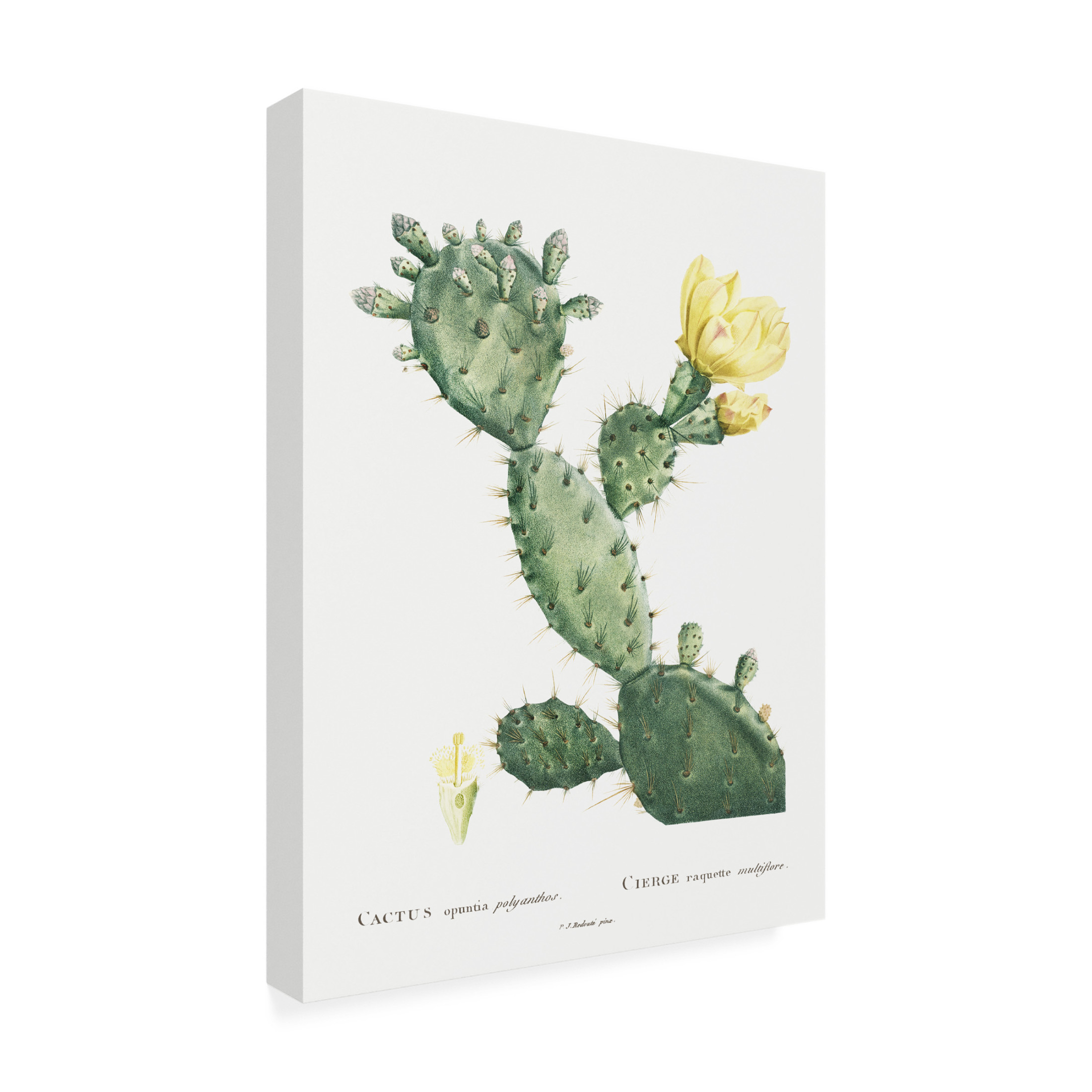 Trademark Fine Art Pierre Redoute Redoute Cactus I Canvas Wall Art