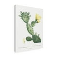 thumbnail image 3 of Trademark Fine Art Pierre Redoute Redoute Cactus I Canvas Wall Art, 3 of 4