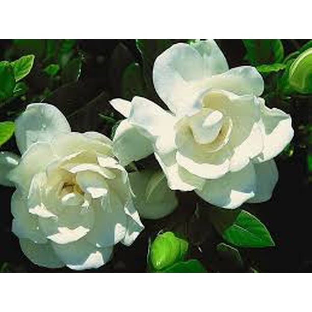 Jasmine Plant Frost Proof Gardenia Plant - Cape Jasmine Trade Gallon | Cold  Hardy White Flowering Shrub Gardenia Plants For Sale