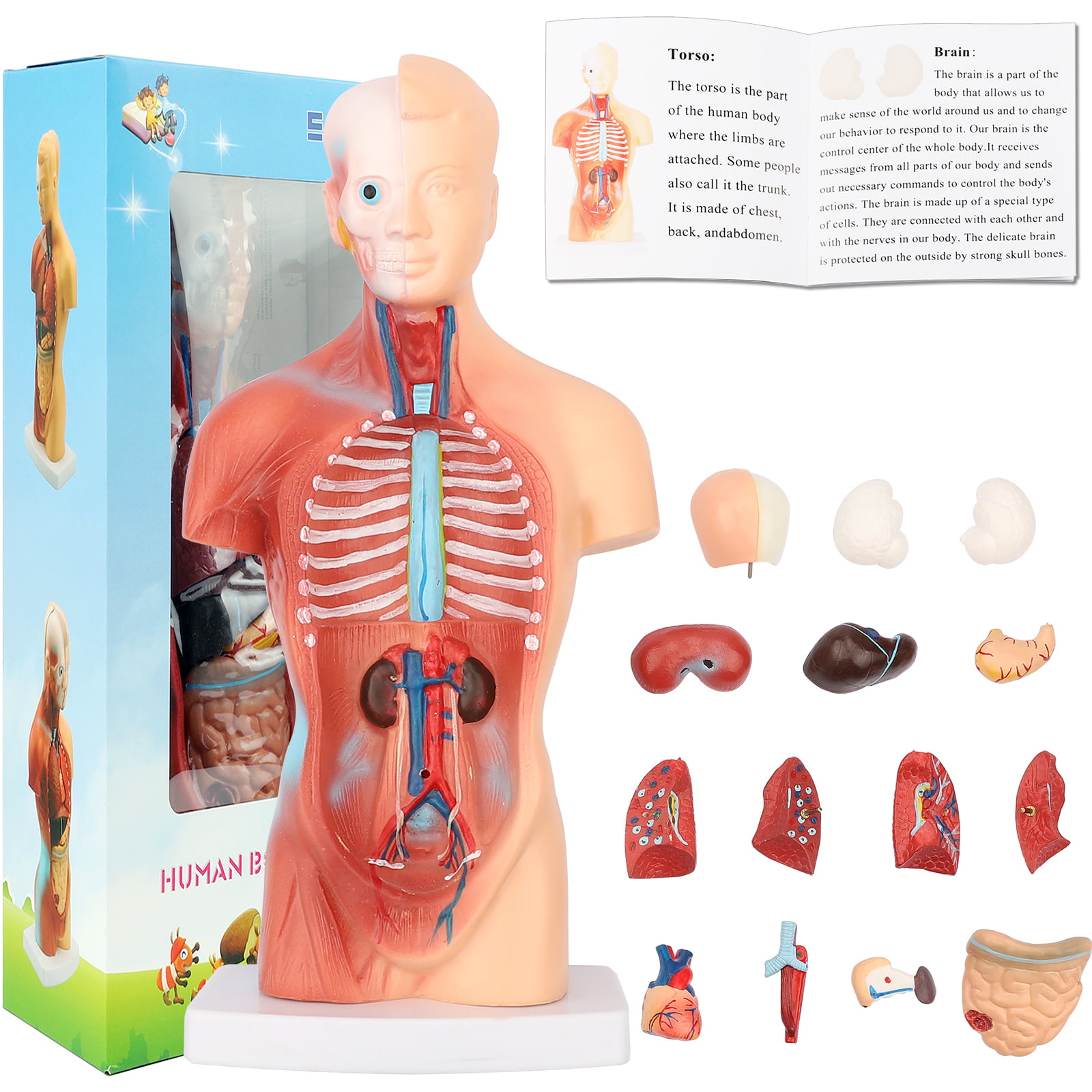 3D Human Body Torso Model Learning Toys Lab Kits Teaching Tools Grades 3+ 
