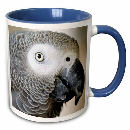 

3dRose African Grey Parrot tropical bird - NA02 MFR0001 - MFR - Two Tone Blue Mug 11-ounce
