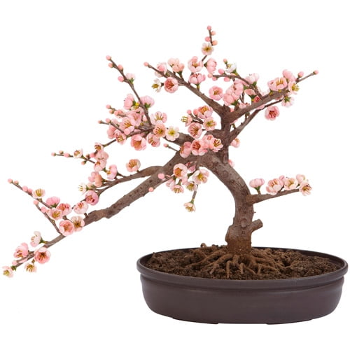 Cherry Blossom Bonsai Silk Tree by Generic
