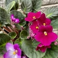 thumbnail image 4 of Red African Violets Live Plants, 4 Inch Pot African Violet Plant, Vibrant Flowers, Perennial Flowering Houseplant, 4 of 6