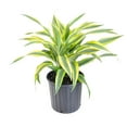thumbnail image 2 of United Nursery Draceana Lemon Lime Plant Live Indoor Warneckii Shipped in 9.25 inch Grower Pot 24-30 inch Shipping Size, 2 of 3