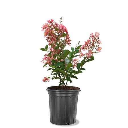Expert Gardener 1.5- 2 ft tall Miami Crape Myrtle Live Tree in 3-Gallon Grower Pot