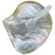 thumbnail image 4 of Juego de plato y cuchara de concha natural para postre, aperitivos y comida., 4 of 7