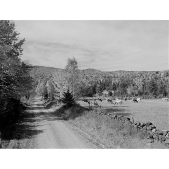 Superstock SAL255424017 USA New Hampshire Near Landaff Cows On Pasture Poster Print, 18 x 24