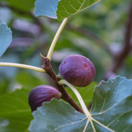 Brown Turkey Fig Tree - Reliable Heavy Producer, Live Ficus Carica for Fresh Eating & Preserves