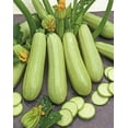 thumbnail image 3 of GSDWIUEW Graines Buisson Courgette Géant Héritage, 3 of 8