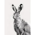 thumbnail image 2 of Caroline, Emma 12x14 Black Ornate Wood Framed with Double Matting Museum Art Print Titled - Wild Hare I, 2 of 4