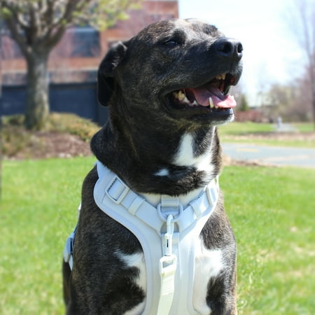 Vibrant Life Neoprene Comfort Control Monochrome Harness, Gray, Medium