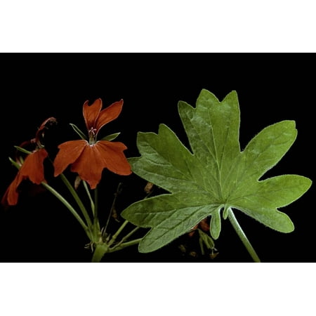 Pelargonium X Hortorum 'Red Startel' (Common Geranium, Garden Geranium, Zonal Geranium) Print Wall Art By Paul