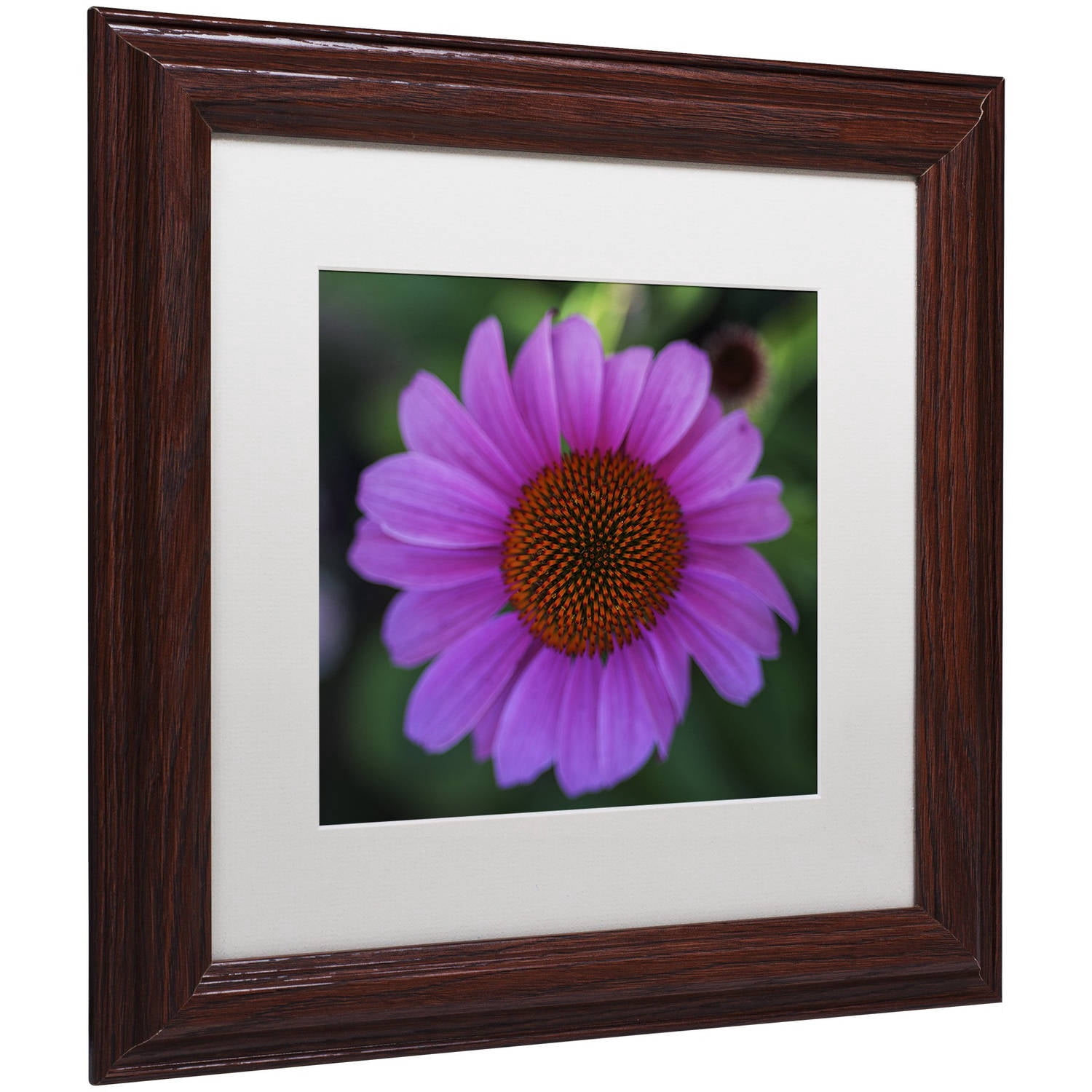 Trademark Fine Art "Purple Coneflower" Canvas Art by Kurt Shaffer, White Matte, Wood Frame