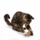 thumbnail image 3 of Juguete para gatos OurPet's Play-N-Squeak Twice the Mice, 2 unidades, 3 of 3