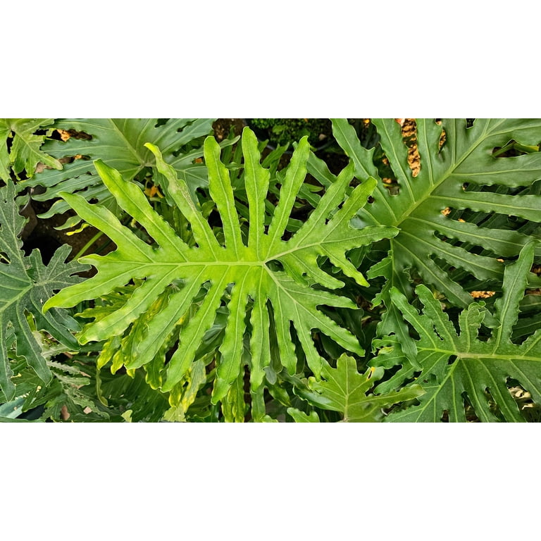 buy philodendron xanadu Philodendron-Xanadu  Jolly Green Nursery
