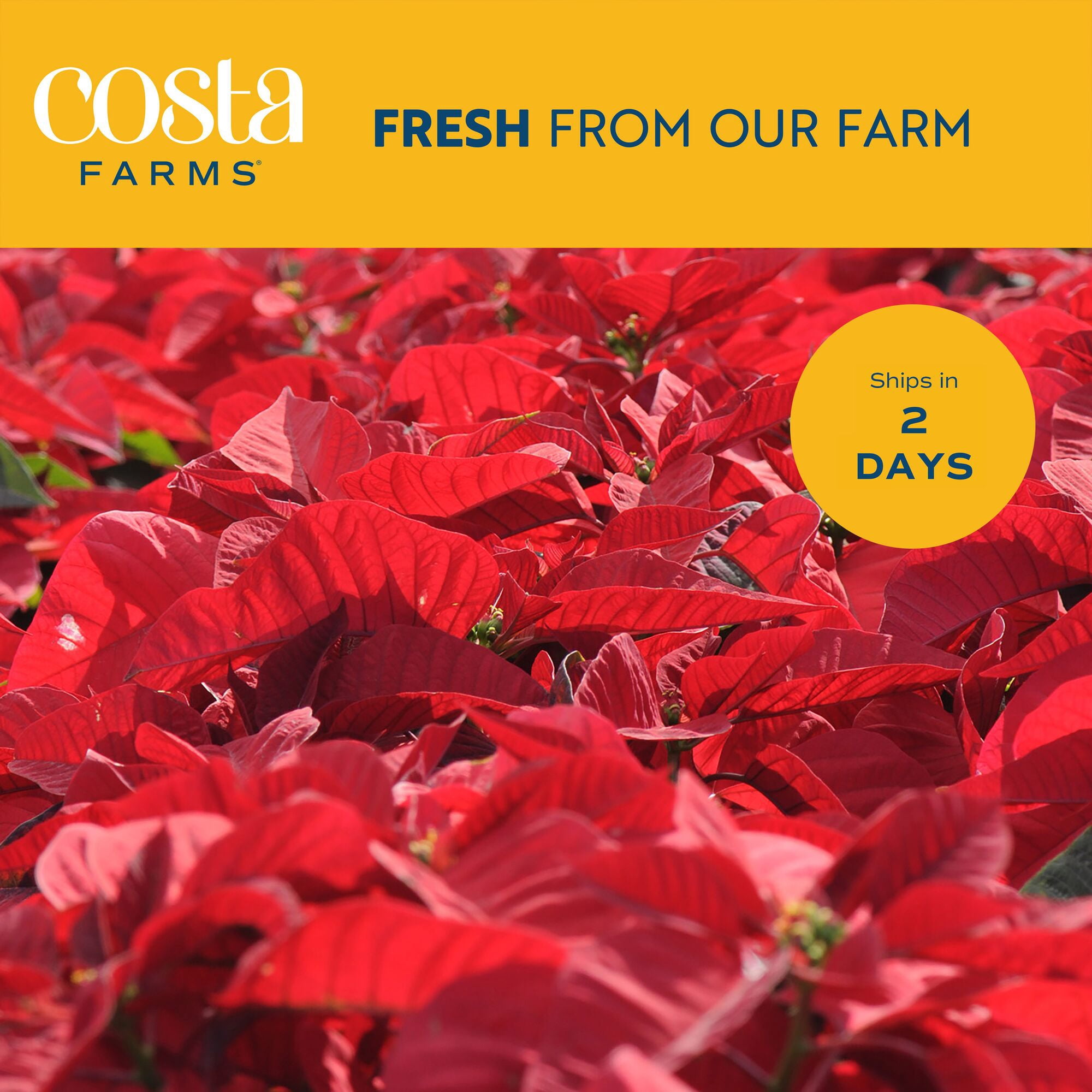 Costa Farms 6-10" Tall Red Poinsettia, Bright Indirect Sunlight, Indoor Live House Plants