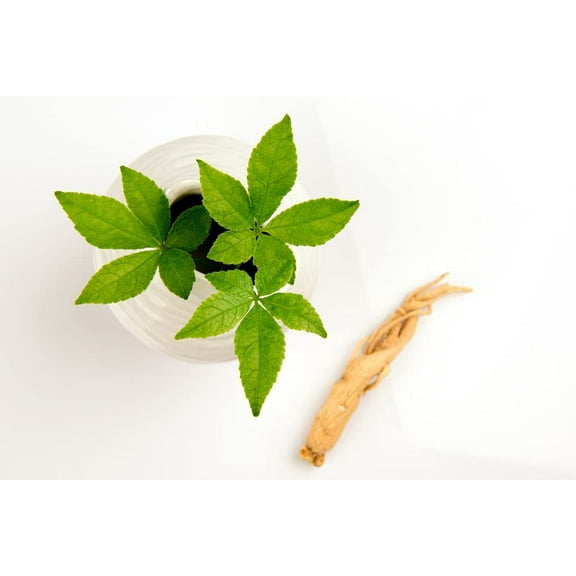 50 Female Ginseng Seeds - Medicinal Properties - Shipped from Iowa. Made in USA