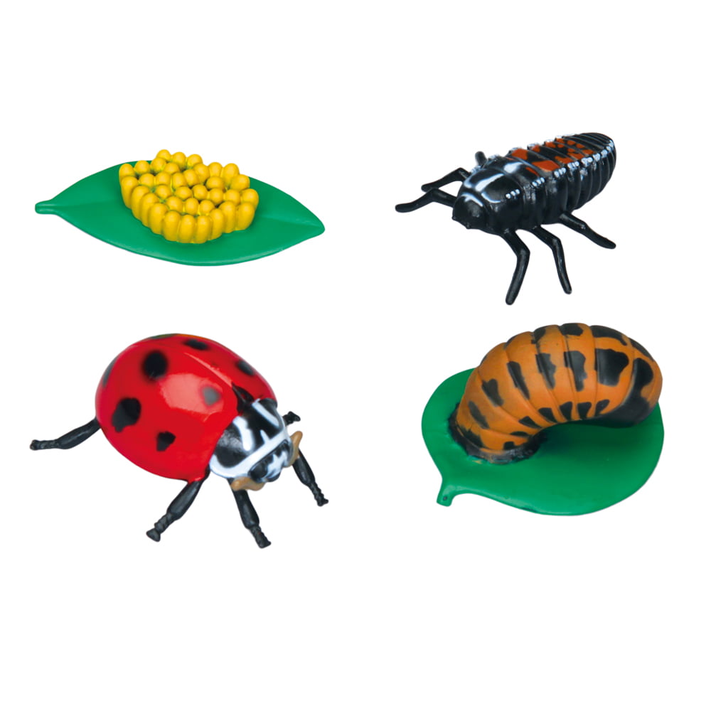 Ladybug Figures, 4 Stages Of Life Cycle 