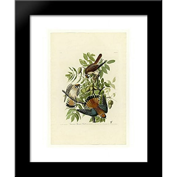 Plate 142 American Sparrow Hawk 20x24 Framed Art Print by John James Audubon