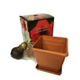 thumbnail image 2 of Daylily Nursery Red Lion Amaryllis Plant Bulb with Elegant Box, Plastic Pot, Professional Growing Medium, 2 of 3