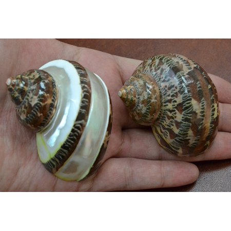 Empty Hermit Crab Shells 2 Pcs Petholatus Jade Turbo Sea Shell Hermit Crab 2
