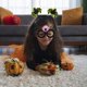 thumbnail image 2 of Halloween Pumpkin Glasses Kids Adult Ghost Festival Party Decoration Photo Props Funny Eyeglass Frames, 2 of 3