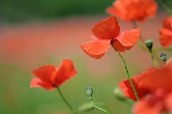 Papaver Rhoeas Canv